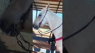 #horse #transitions #riding #barrelracing #horsegirl