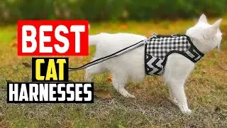✅Top 5 Best Cat Harnesses Tested With Real Cats Exploring The Outdoors of 2025