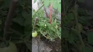 #nature #tamator plant with tamatoes #