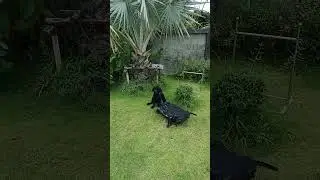 What Is This Dog Waiting For? | Zoeta Dogsoul