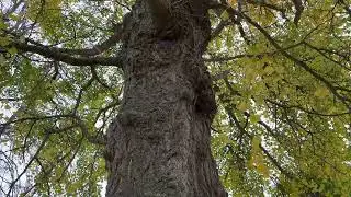 Maidenhair - entire tree - November 2025