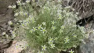 Hierba de la piedra (Arenaria grandiflora)