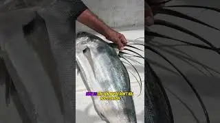 How to Fillet a Roosterfish - Part 1 #roosterfish #roosterfishing #mexicofishing #roosterfishfillet