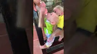 #monkey Mom washes the little monkey's butt