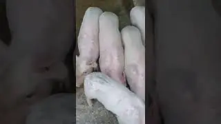 mur pig pwali 🐖#pig