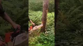 Smart Tree Cutting Trick to Control the Fall Direction! 🌲🔪