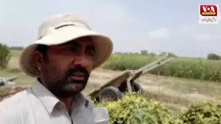 Satluj river flood situation in chaveka range bhukan patan.16/7/2023