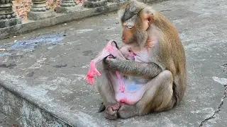Big love! Monkey Roza paying much attention on her new baby & always gently check her baby