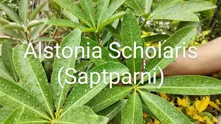 Alstonia Scholaris #Saptparni # Blackboard tree#a huge garden or roadside tree...it's care.