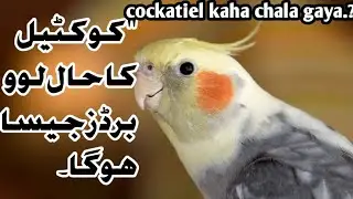 Cockatiel updates / Cockatiel short in market? / URDU HINDI|| 2026