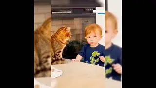funny cats and dogs videos 😂 try not to laugh 🐶😹 2024 #95