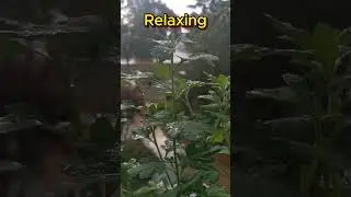 Steady Rain Sounds for Quiet Concentration & White Noise for Study focussing