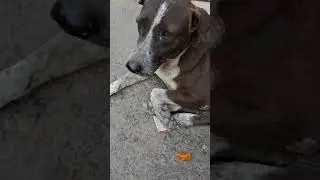 Street dog feeding 🥰😍🐕#streetdog #streetphotography #streetworkout