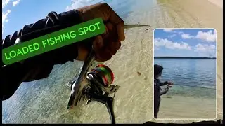 this fishing spot is LOADED with fish - Tobago fishing day 3 #fishing #tobago #viral #lurefishing