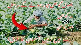 Farming Of Cauliflower | Complete Stages Of Preparation