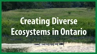 Thames River Wetlands: restoring diversity in southern Ontario