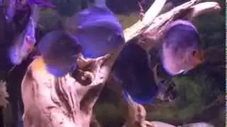 Blue Diamond Discus and Dark Angel Discus