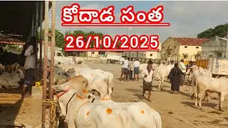 Kodada Bulls market || 26/10/2025 ఈ ఆదివారం కోదాడ సంత లో టాప్ క్వాలిటీ దూడలు 