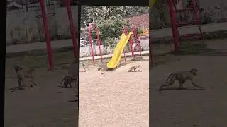 &ldquo;Too cool to walk, let&rsquo;s slide 😄&rdquo;&ldquo;Monkey slides & happy vibes 🐒🛝 #PlayTime #LittleMonkey #FunMoments