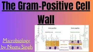 The Gram-Positive Cell Wall#CSIR#microbiology #BIOLOGY#NET#NEET