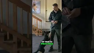 Low Crawl Dog Training: Easy Steps & Proven Techniques