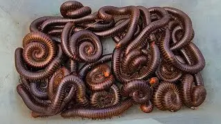 Millipedes Exploring, Catching Giant Millipedes In My Yard around Home