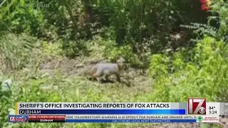 Durham fox tests positive for rabies after attacking dog