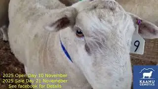 Kaahu Genetics 2024 ram sale highlights part 1