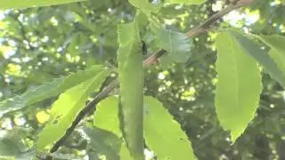 ナミオトシブミの揺藍作り　タイムラプス　Leaf roller beetle Time Lapse
