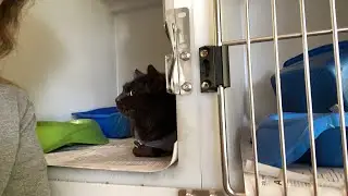 Saying goodbye to Nyx and opening gifts at the shelter 💜