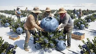 They grew blueberries in the ARCTIC &ndash; the results might surprise you!