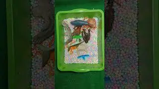 Cute Animal Toy Collection