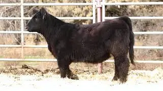Composite - H66 || Knock Knock x Italian Stallion