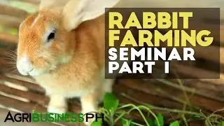 Rabbit farming in the Philippines | Rabbit farming seminar part 1 #Agriculture