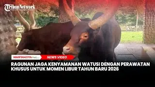 Ragunan Jaga Kenyamanan Watusi dengan Perawatan Khusus untuk Momen Libur Tahun Baru 2026