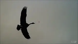 ShotKam Goose Hunting 2020