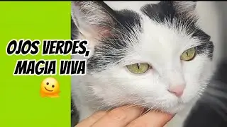 Ojos verdes y humor con Eva🫠