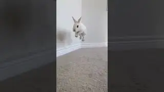 Take you to see the bunny jumping in slow motion #shorts #rabbits