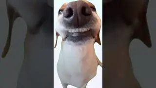 Оуу щит #животныесмешные