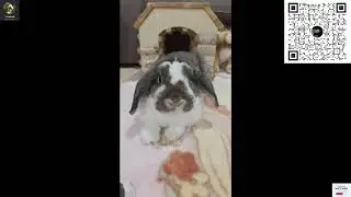 &ldquo;Peanut Butter the Bunny Just Broke the Internet 😭💛🐰&rdquo;