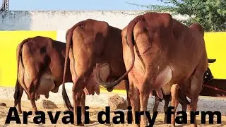 #गिरगाय #gircow #अरावलीडेयरीफार्म #aravalidairyfarm !! top quality breed cow 9414745465