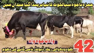 Hamza bajwa sialkot | 5 beautiful cow 🐄 | pak animal | farming and business ideas | 23 oct 2024