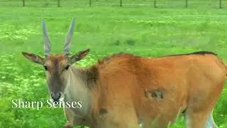 Meet the Eland Antelope: Africa's Gentle Giant!