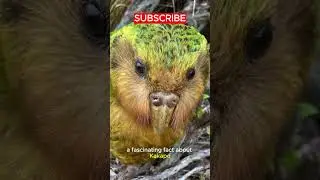 Kakapo| The World&rsquo;s Rarest Parrot! 🦜🌙✨