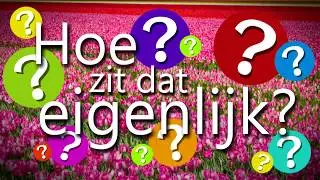Hoe zit dat eigenlijk 4: Hoe worden nieuwe tulpen uitgevonden?