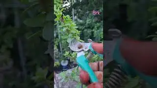 #zade#garden #ytshortsviral