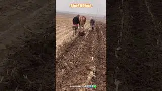 Plowing corn farming process with traditional equipment