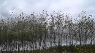Japonský topol - kácení pětiletého porostu