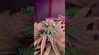 #cannabis #cultivation #hydroponics How To Cannabis Cultivation | Hydroponics
