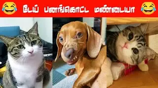 😂🐈🐕இந்த கபாலி கான் காலா லே முட்டு கொடுப்பா...😂🐈🐕#viral #trending #comedy #funnyanimalvideos